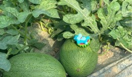 上海网红八卦吃瓜事件,吃瓜群众揭秘幕后真相