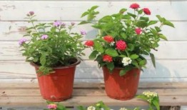 最近新闻爆料视频,最新爆料视频曝光惊人内幕